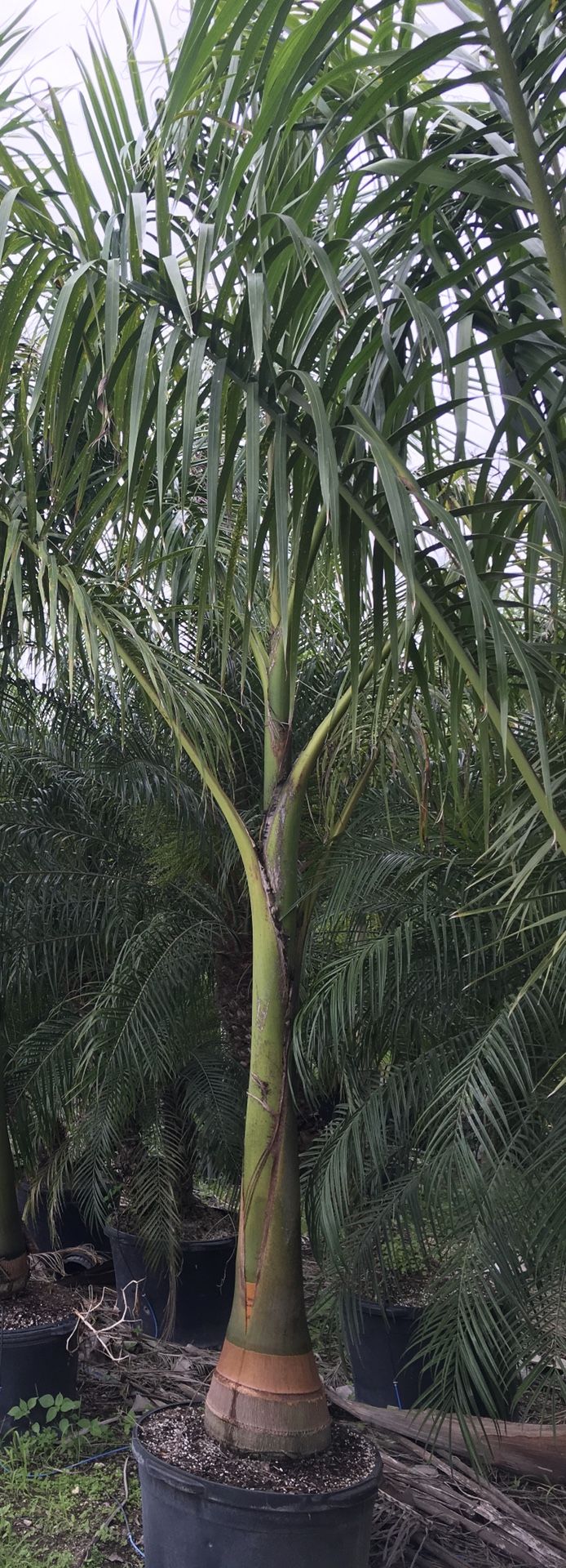 Royal palm trees for Sale in Cooper City, FL - OfferUp