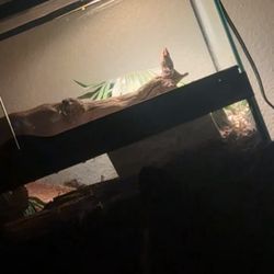 40 gallon Terrarium and accessories