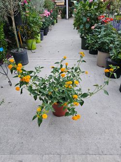 Gallon Size Yellow Lantana PLANTS ARRIVE, BEAUTIFUL AND HEALTHY. $10 EACH