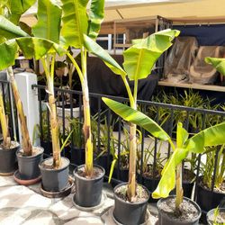 Banana Tree