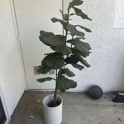 Fake Fig Plant 