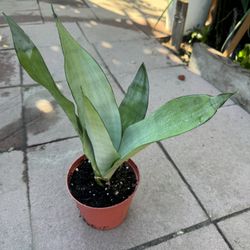 Rare Snake Plant In Ceramic Pot 15$ Each