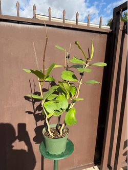 6” Hoya Kerri