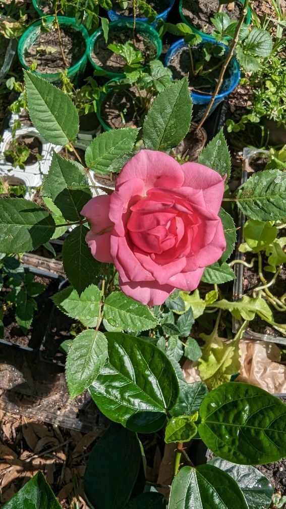Mini Rose Flower Plant, Pink Color