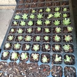 Hen Of Chicks Plants N More 