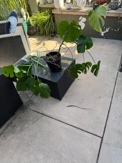 Large Mature Monstera Deliciosa Plant – $25 OBO