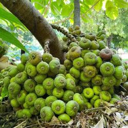Elephant Fig Fruit Tree
