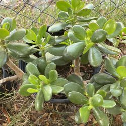 Jade Plants