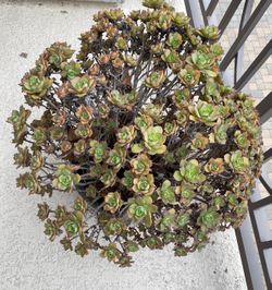 4 House Plants - includes 2 large Clay Pots