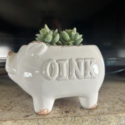 Adorable Farmhouse Ceramic Pig With Healthy Succulent 