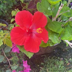 Red Hibiscus