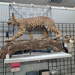Taxidermy 