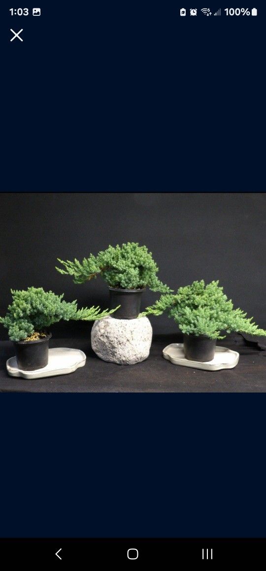 Juniper Pre Bonsai