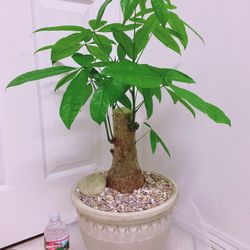 Money Tree Stump Pachira Aquatica In 12” Ceramic Pot