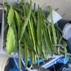 Organic Dragon Fruits Plants From Cutting $2 Each But Have To Buy 5 Each 