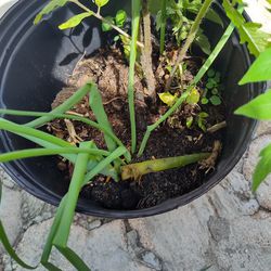 Organic Tomato n Chives Plant