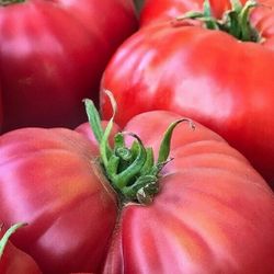 Organic Pink Brandywine Tomato Seeds! 2026 SEASON EARLY RELEASE!