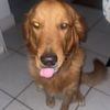 Tiko