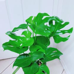 Monstera Natural Splitting Leaf Cheese Plants/Monstera Deliciosa Plants - 8” Nursery Container - Indoor Plant