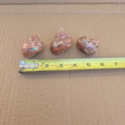 Medium Hermit Crab Shells From Aruba