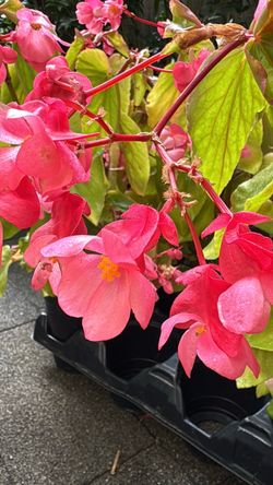 🌸 Angel Wing Begonias — Beautiful & Blooming! 🌸