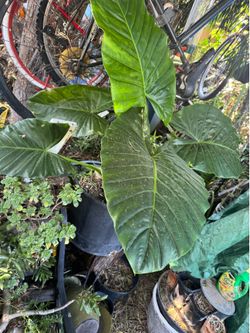 Plant elephant ear in 5 gallon pots