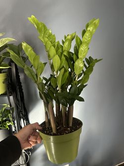 Zz Plant in a 6” Nursery Pot