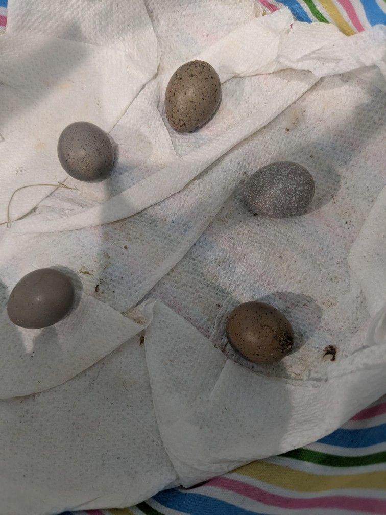 Duck, Chicken And Button Quial Eggs 