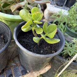 Jade Plant