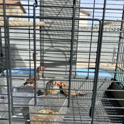 Clean Bird Cage 