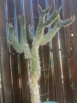 Cacti