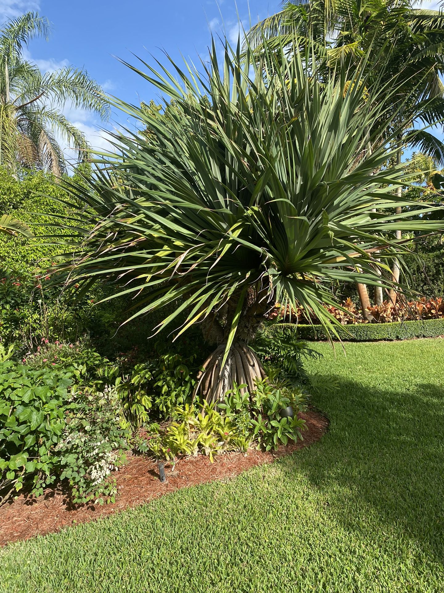 3 Screw Pine/palm Trees