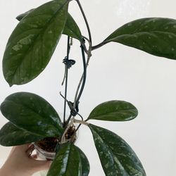 Hoya cv Elvis Splash Full Plant