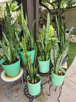 Snake plants