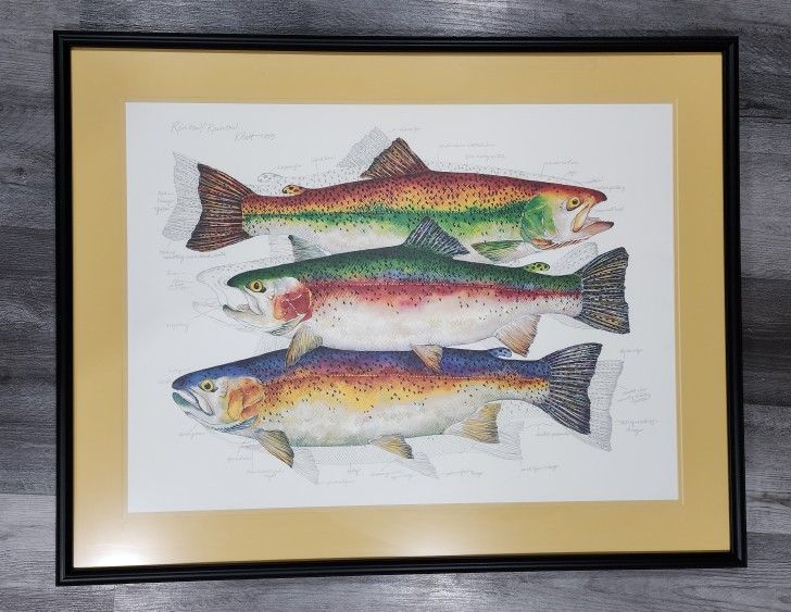 Klatt Rainbow Trout Lithograph Framed, Signed, Matted Beautiful