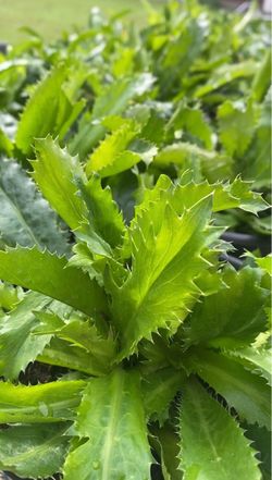100% Organic & Authentic CULANTRO