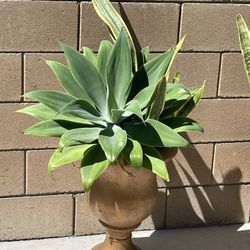 Plants With Pot