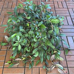 Black Pagoda Lipstick Plant 