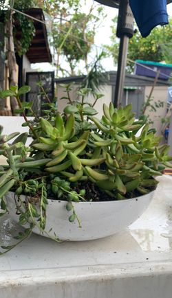 Plants