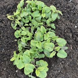 Lemon Balm 
