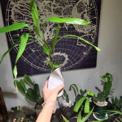 Japanese Bamboo Plants 🪴.  $5 Each