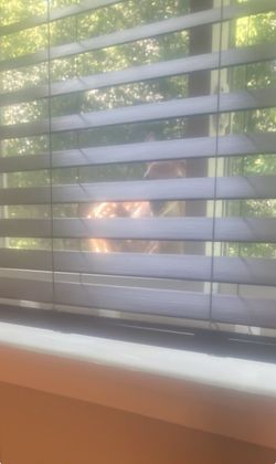 Blinds
