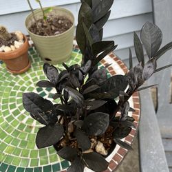 Healthy ZZ PLANT 🪴- Black Rare Variety In A 6 Inch Pot 