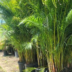 Spectacular Arecas Palms For Inmediate Privacy!!! About 9 Feet Tall!!! Fertilized 