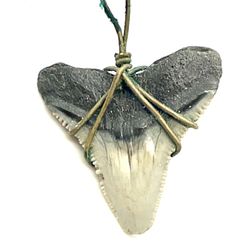 Shark Tooth Necklace