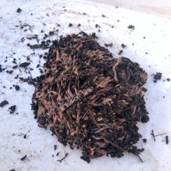 Worm Farm Systems For Sale