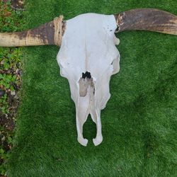 Bull Skull 