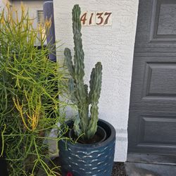 CACTUS, Blue Montrose 39 Inches Tall $30, Blue Pot Not Included...already  In Another Pot Inside...
