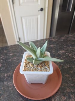 Succulent, GasterAloe Hybrid "Green Ice"