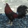 Antonio